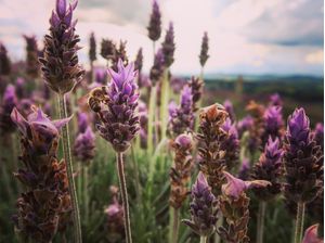 LAVENDER