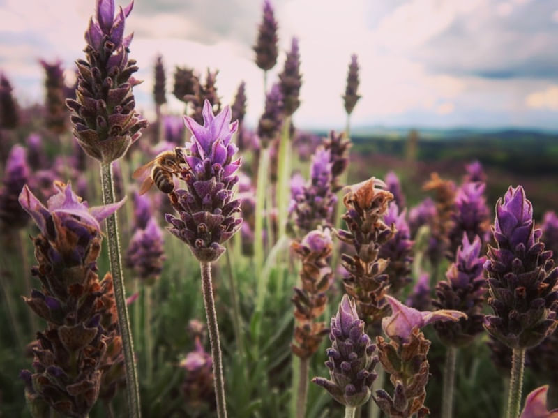 LAVENDER