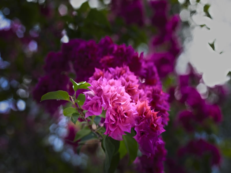 HORTÊNSIAS ROSADAS