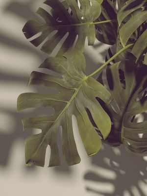 MONSTERA HYPE II