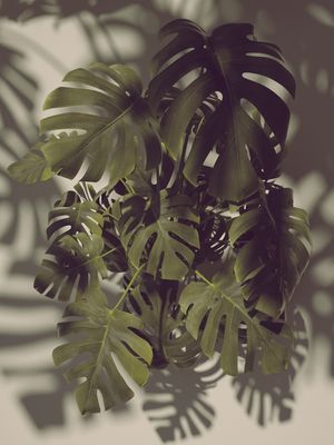 MONSTERA HYPE I