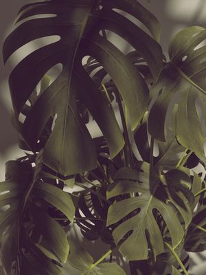 MONSTERA HYPE III