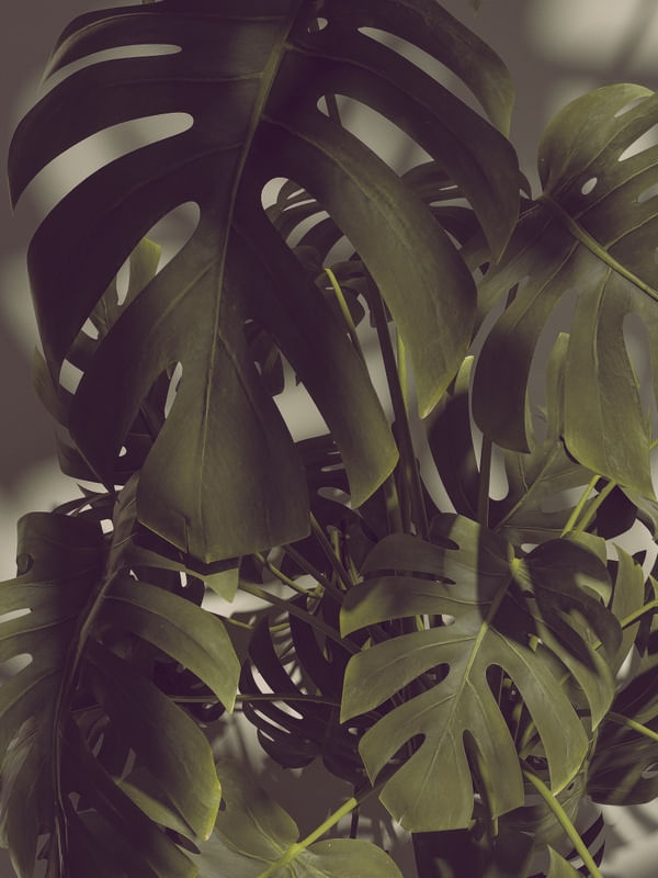 MONSTERA HYPE III