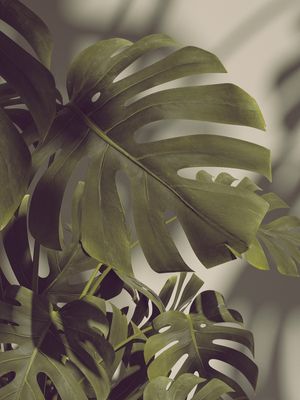MONSTERA HYPE IV