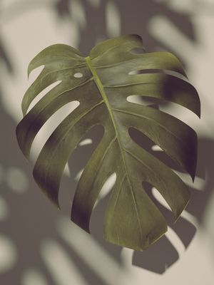 MONSTERA HYPE V