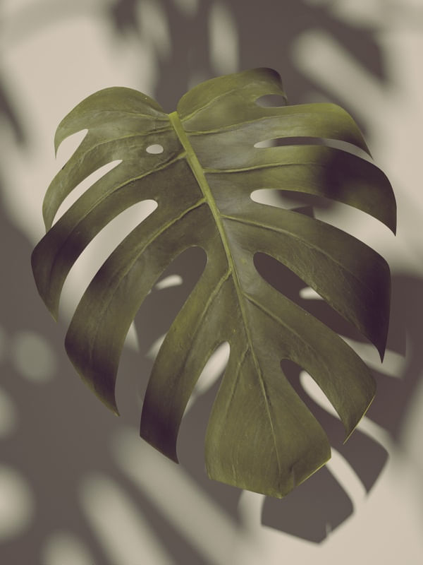 MONSTERA HYPE V