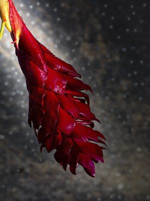 VIA FLORAL