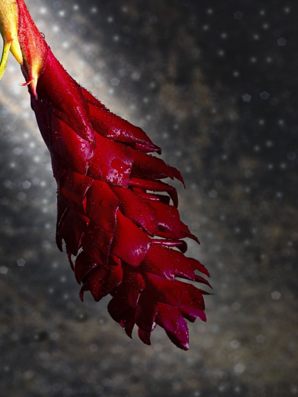 VIA FLORAL