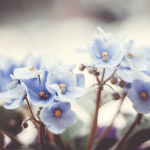 VIOLETAS2