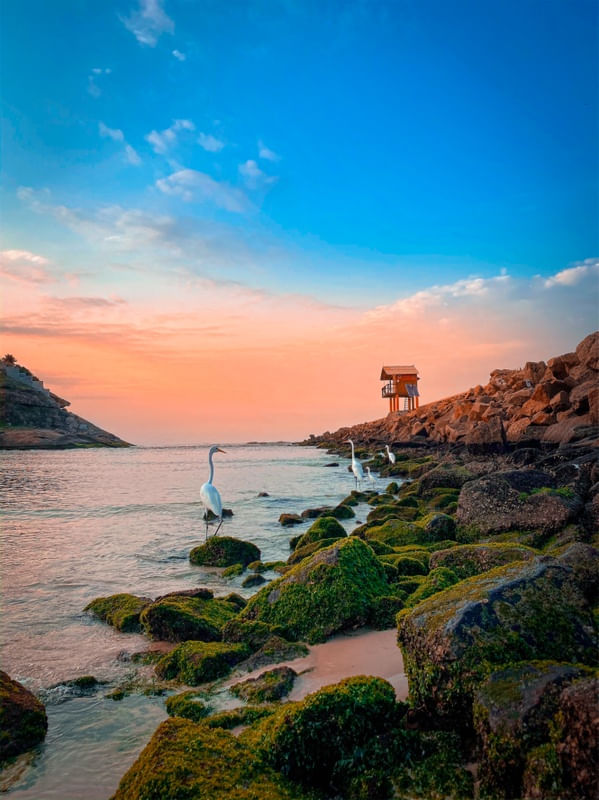 ENCANTO DOS PÁSSAROS