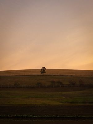 ÁRVORE SOLITÁRIA EM MINAS GERAIS