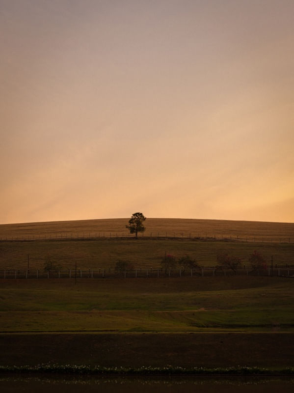 ÁRVORE SOLITÁRIA EM MINAS GERAIS