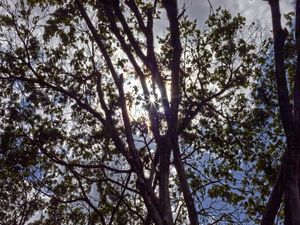VERDE SOLSTÍCIO