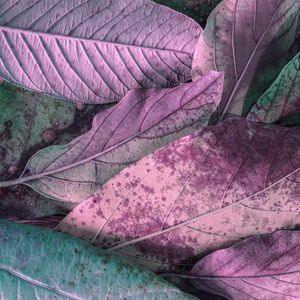 FOLHAS COLORIDAS I