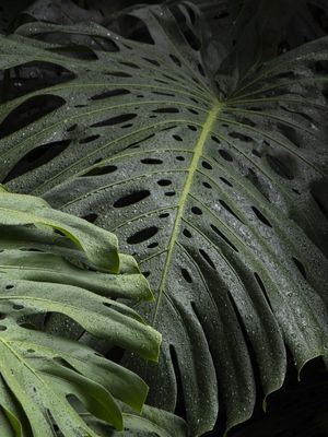 GREEN BEAUTY