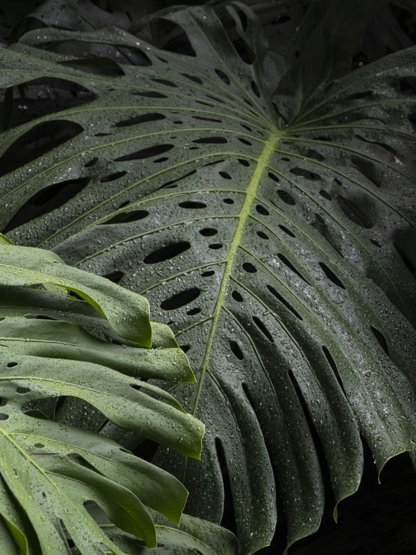 GREEN BEAUTY