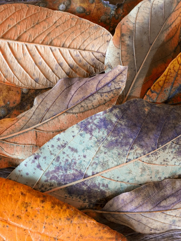 FOLHAS COLORIDAS IV