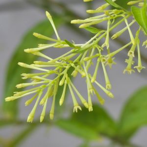 FLORES DA NOITE 00