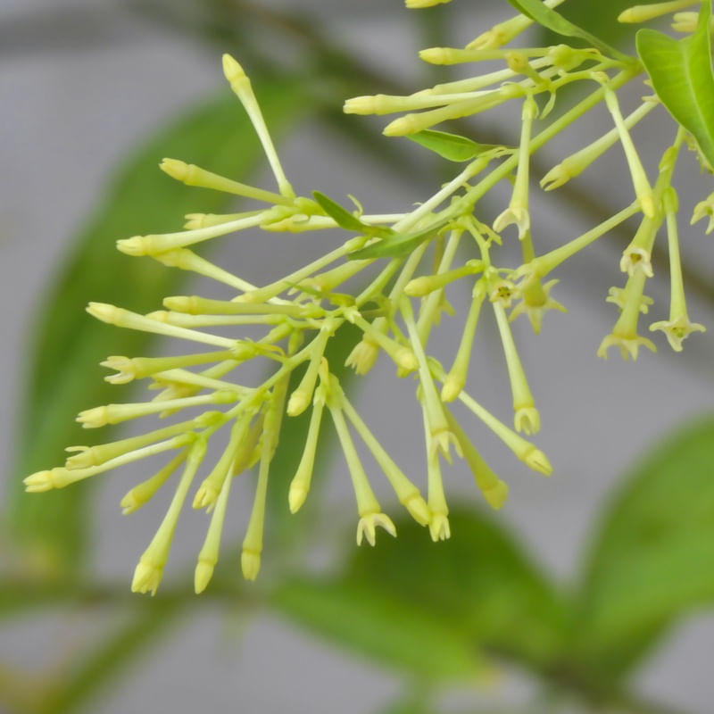 FLORES DA NOITE 00
