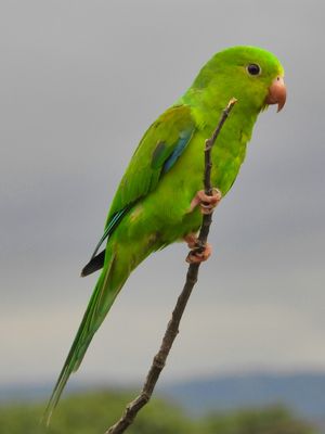 MARITACA 00