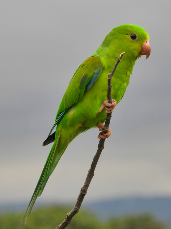 MARITACA 00