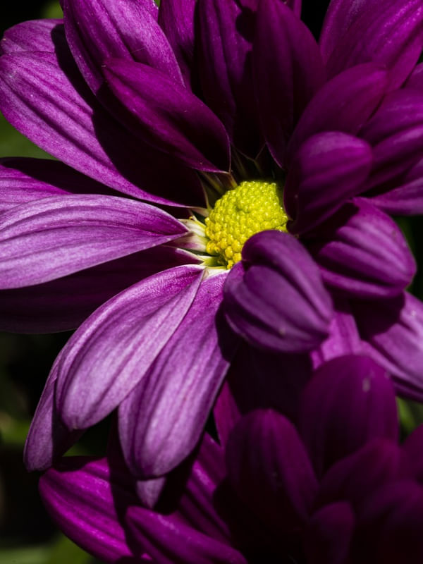 FLOR ROXA