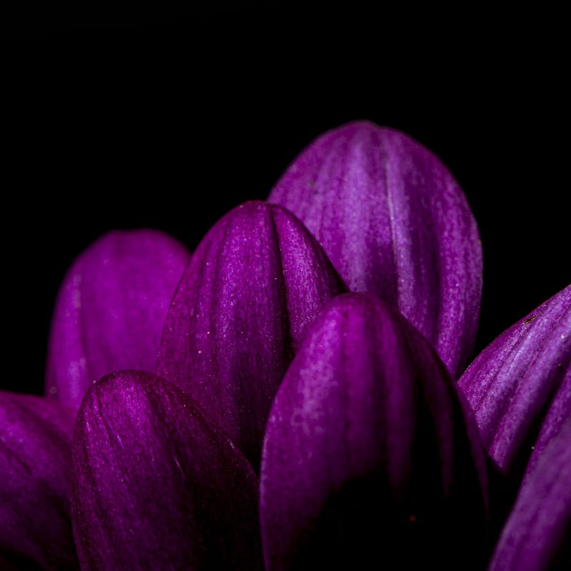PÉTALAS ROXA