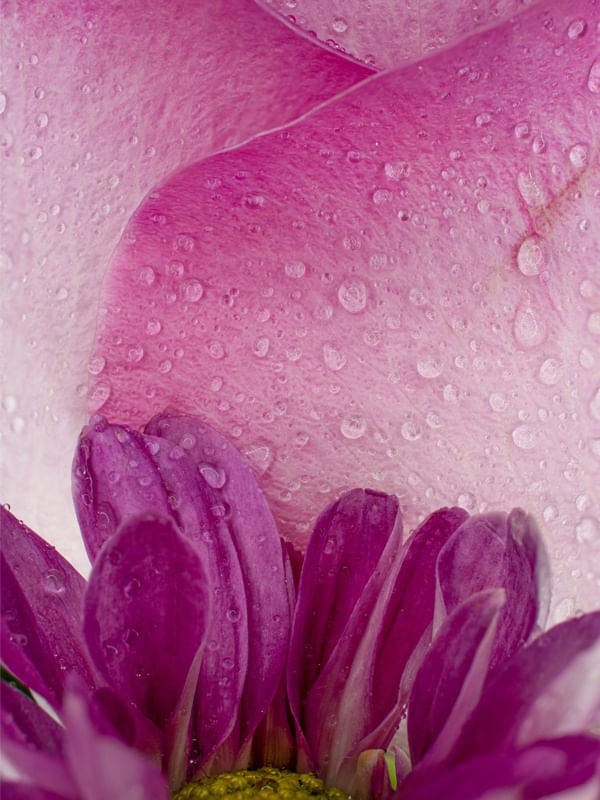 ROSAS E ROXAS
