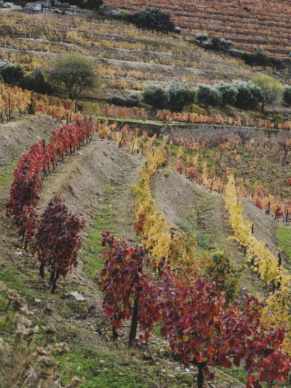 VIDEIRAS NO OUTONO COM FOLHAS VERMELHAS E AMARELAS NA REGIÃO DO DOURO, PORTUGAL
