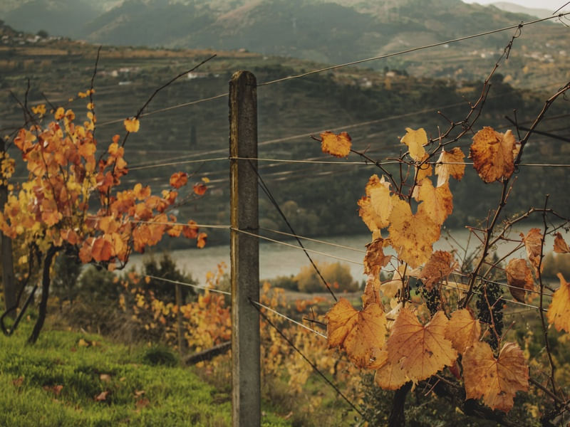 VIDEIRA NO OUTONO COM FOLHAS LARANJAS NA REGIÃO DO DOURO, PORTUGAL