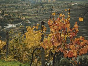 VINHEDO NO OUTONO COM FOLHAS LARANJAS NA REGIÃO DO DOURO, PORTUGAL