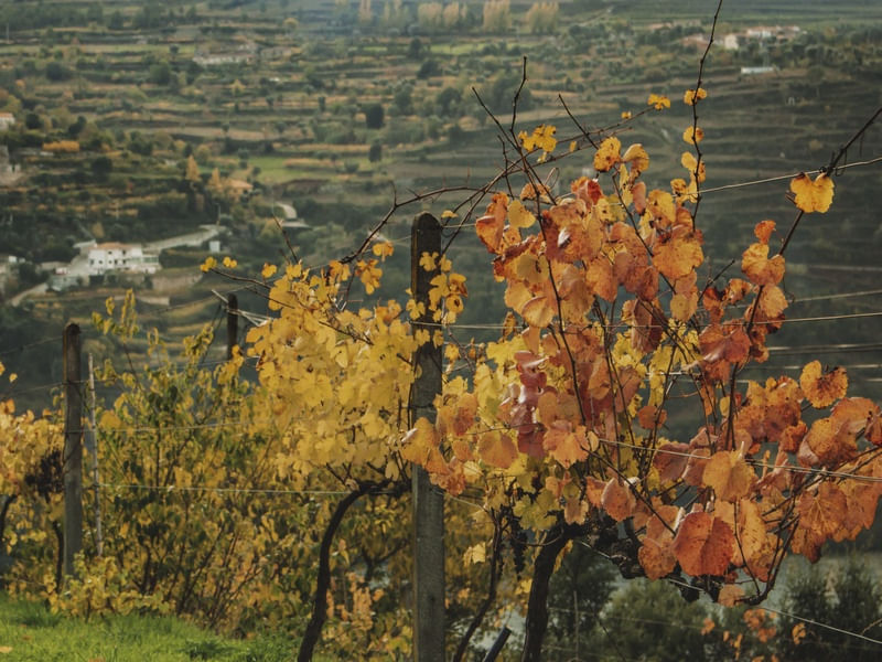 VINHEDO NO OUTONO COM FOLHAS LARANJAS NA REGIÃO DO DOURO, PORTUGAL