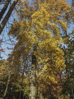 ÁRVORE GRANDE COM FOLHAS AMARELADAS NA FLORESTA NO OUTONO COM UM CÉU AZUL