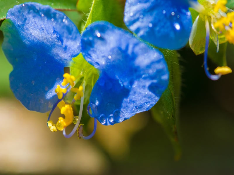 WET DRAGONFLOWER