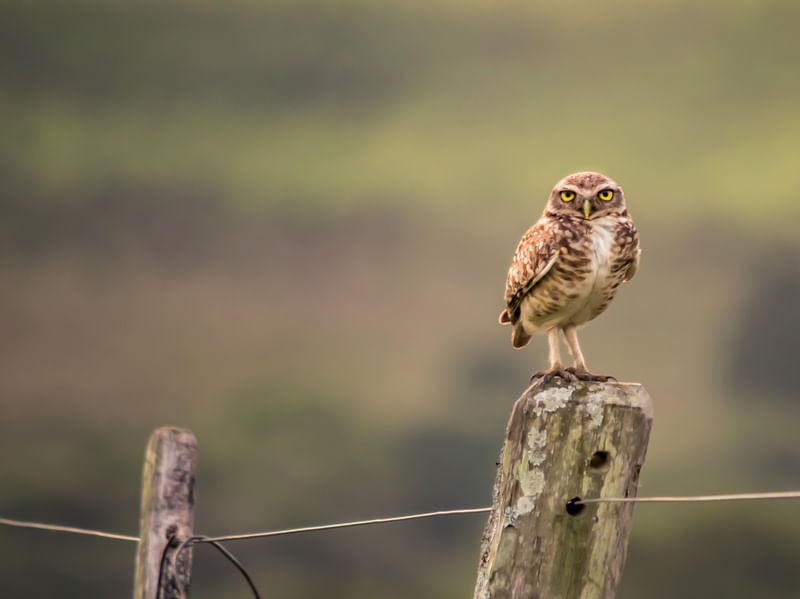 BRAZILIAN OWL