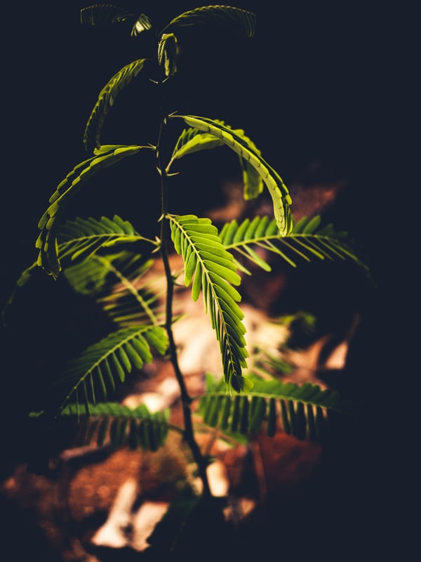 PLANTINHA