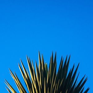 COROA DA PRAIA