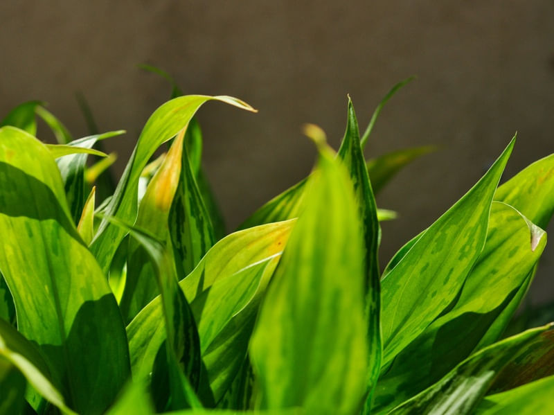 FOLHAS VERDES DO JARDIM