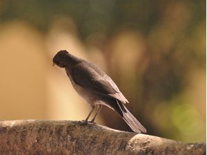 PÁSSARO MARROM NA NATUREZA