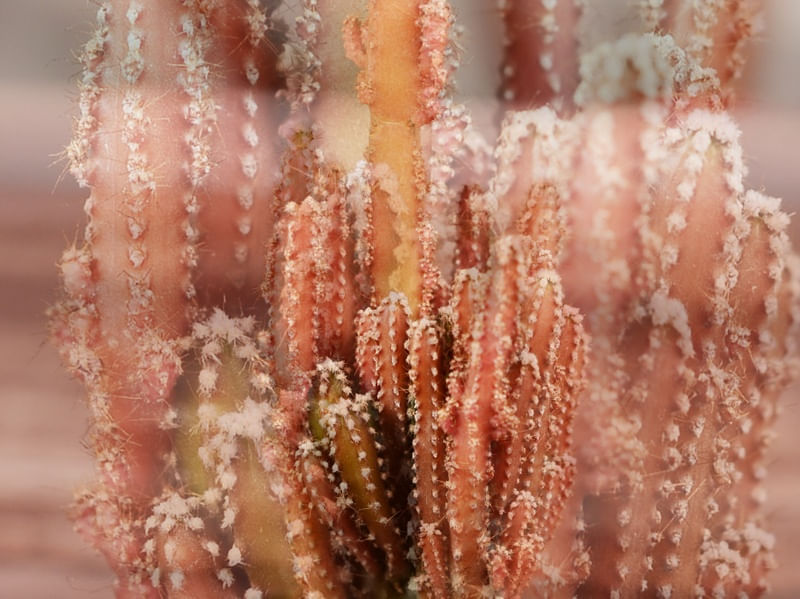 TEXTURA CACTANTE