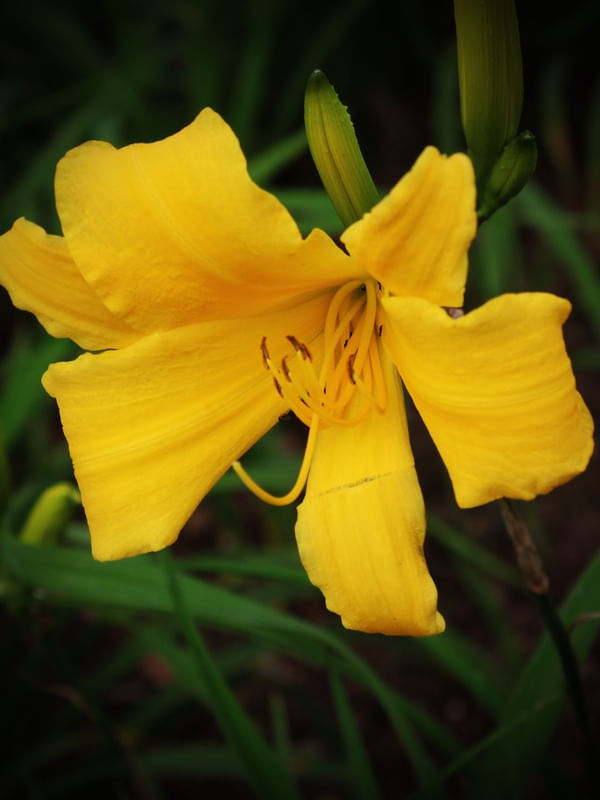 FLOR - IM9713 EX RET