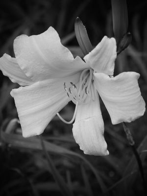 FLOR - IM9713 PB EX RET