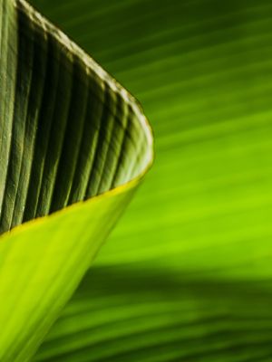 FOLHA DE BANANEIRA ABSTRATA_4
