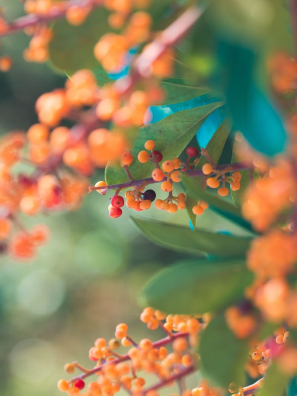 FRUTOS LARANJADOS