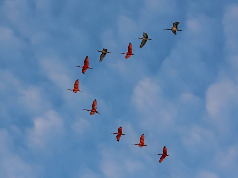 GUARAS FLOCK