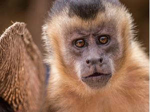 BRAZILIAN MONKEY