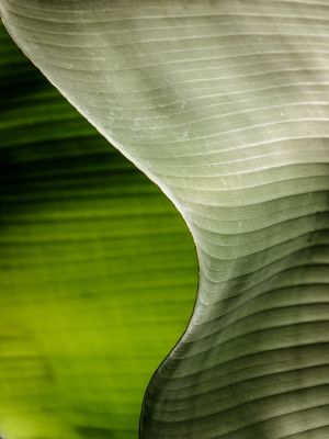 FOLHA DE BANANEIRA ABSTRATA