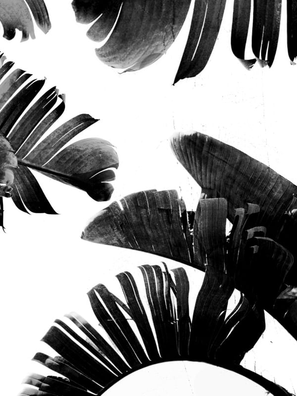 FOLHAGEM BANANEIRA PRETO E BRANCO