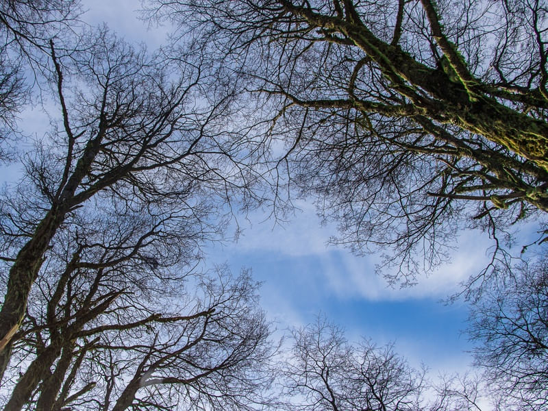 GALHOS NO CÉU AZUL 2