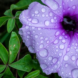 FLOR CHUVA